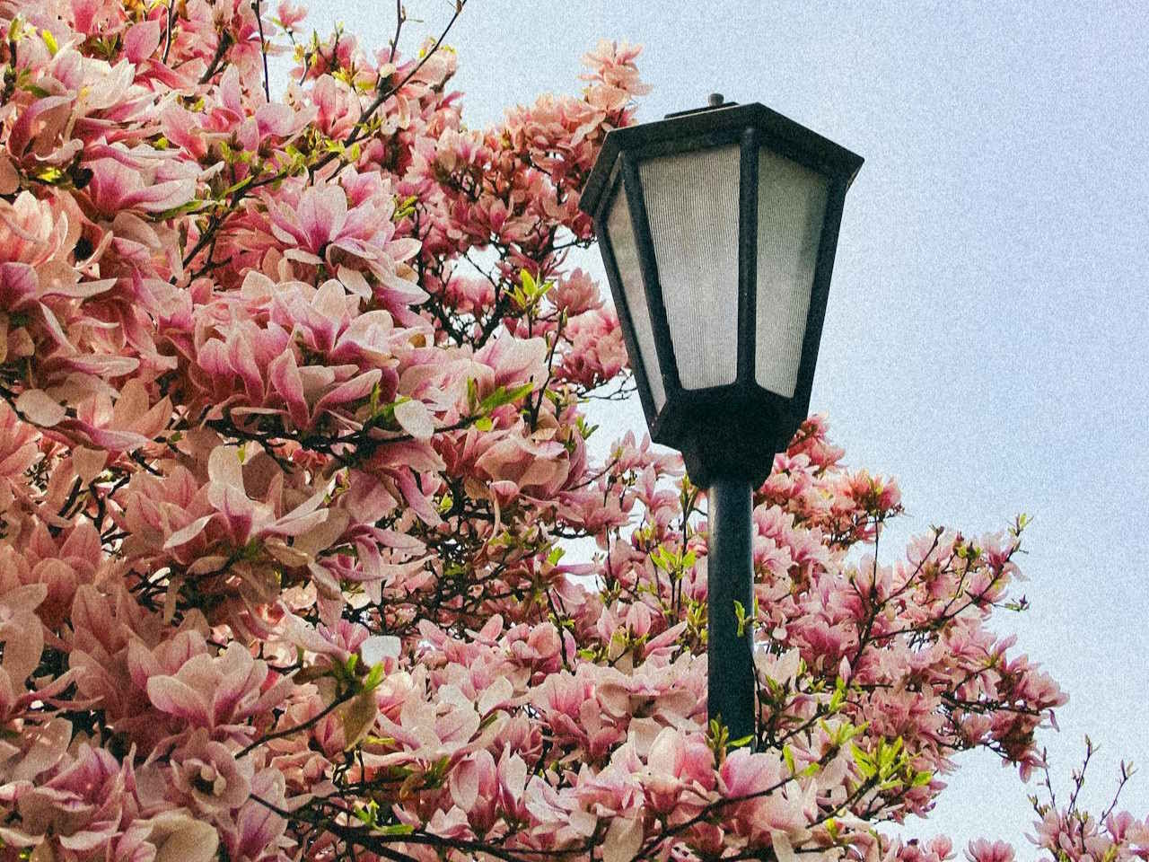 Słupy oświetleniowe w ogrodzie – kiedy wybrać maszt 4-metrowy?